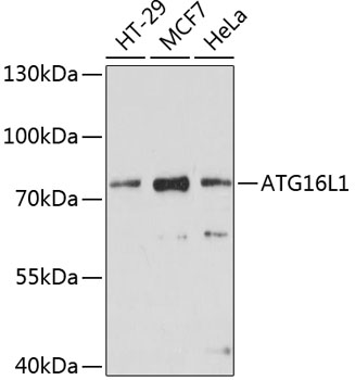 ATG16L1 Polyclonal Antibody (E-AB-64109)