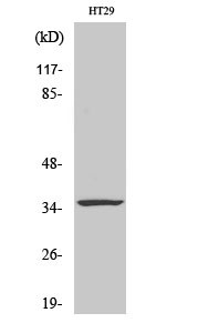 CASP7 Polyclonal Antibody (E-AB-30758)