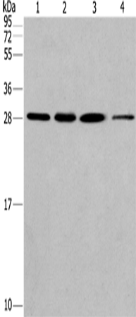 ERP29 Polyclonal Antibody (E-AB-13222)