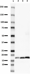 Purified anti-Synaptobrevin (VAMP) Antibody (837003)