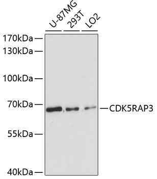 CDK5RAP3 Polyclonal Antibody (E-AB-64470)