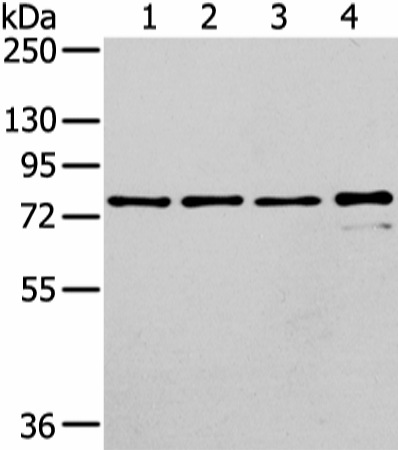 GHR Polyclonal Antibody (E-AB-17322)