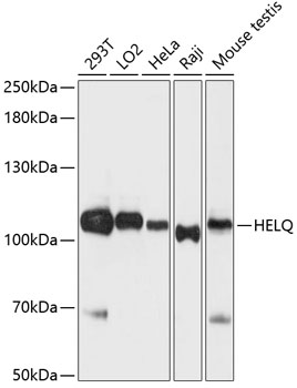 HEL308 Polyclonal Antibody (E-AB-64295)