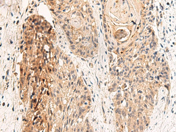 GPR152 Polyclonal Antibody (E-AB-19952)