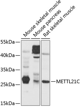 METTL21C Polyclonal Antibody (E-AB-90153)