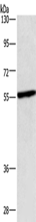 CEP55 Polyclonal Antibody (E-AB-11074)