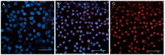 Alexa Fluor® 647 anti-ERG Antibody (940203)