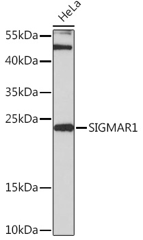 SIGMAR1 Polyclonal Antibody (E-AB-90969)