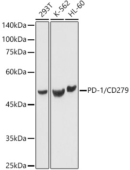 PD-1 Polyclonal Antibody (E-AB-68281)