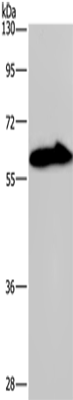 KCNG4 Polyclonal Antibody (E-AB-13356)
