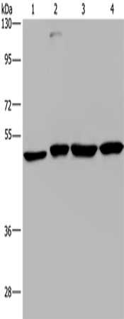 CCR6 Polyclonal Antibody (E-AB-13117)