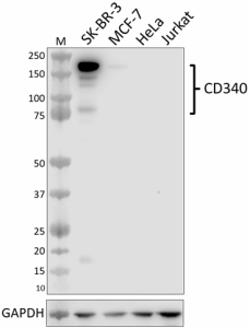 Purified anti-CD340 (ErbB2/HER-2) Antibody (639951)