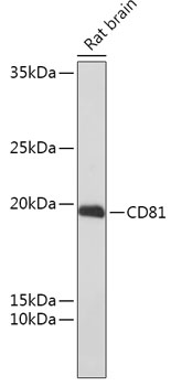 CD81 Polyclonal Antibody (E-AB-63817)