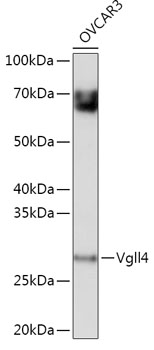 Vgll4 Polyclonal Antibody (E-AB-93233)