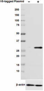 Purified anti-V5 Epitope Tag Antibody (Previously Covance catalog# PRB-189P) (903802)