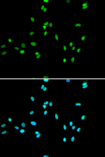 NR5A2 Polyclonal Antibody (E-AB-67702)