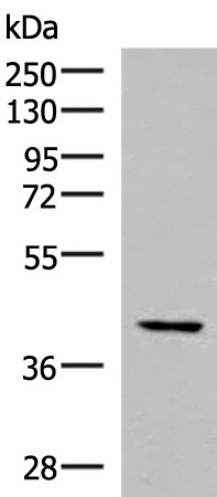 IST1 Polyclonal Antibody (E-AB-18134)