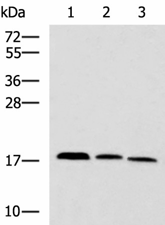 CPLX3 Polyclonal Antibody (E-AB-53051)