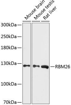 RBM26 Polyclonal Antibody (E-AB-64466)