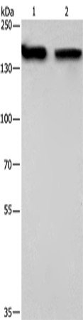 NCAPD2 Polyclonal Antibody (E-AB-11027)