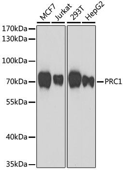 PRC1 Polyclonal Antibody (E-AB-61477)