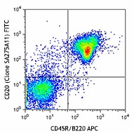FITC anti-mouse CD20 Antibody (150407)