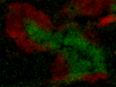 Alexa Fluor® 594 anti-mouse IgD Antibody (405740)
