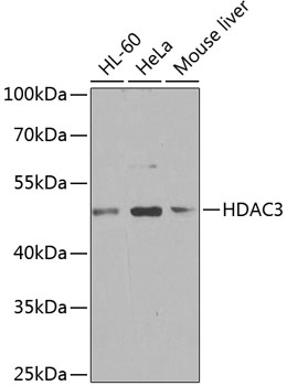 HDAC3 Polyclonal Antibody (E-AB-64237)