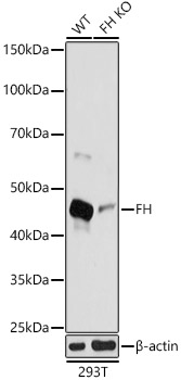 (KO Validated) FH Polyclonal Antibody (E-AB-92357)