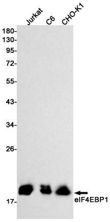 Recombinant 4E BP1 Monoclonal Antibody (E-AB-81520)