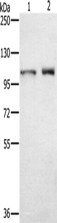 ODF2 Polyclonal Antibody (E-AB-15270)
