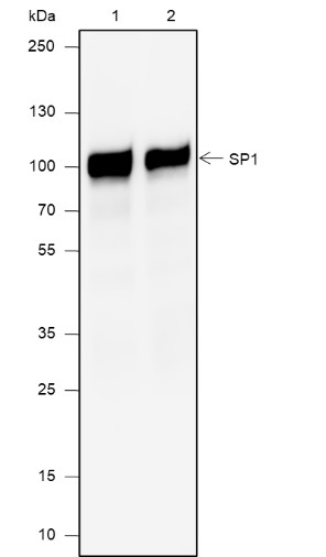 Recombinant SP1 Monoclonal Antibody (AN301966L)