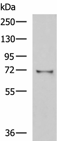 GSTCD Polyclonal Antibody (E-AB-52996)