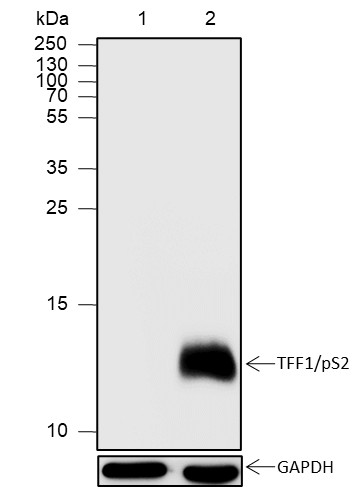 Recombinant TFF1/pS2 Monoclonal Antibody (AN301892L)