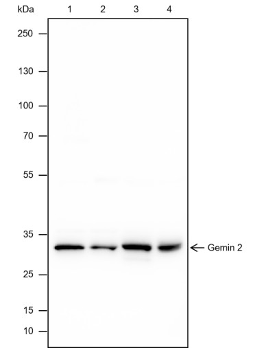 Recombinant Gemin 2 Monoclonal Antibody (AN301753L)