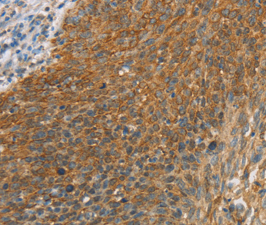 ERK 3 Polyclonal Antibody (E-AB-12398)