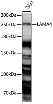 LAMA4 Polyclonal Antibody (E-AB-91099)
