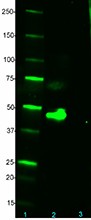 Purified anti-AU1 Epitope Tag Antibody (Previously Covance catalog# PRB-130P) (903101)