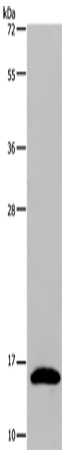 REG3G Polyclonal Antibody (E-AB-15203)