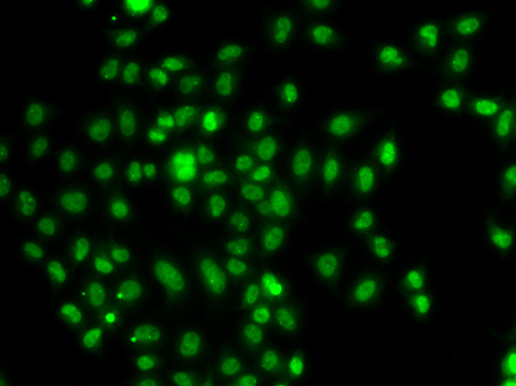 FOXN2 Polyclonal Antibody (E-AB-65420)