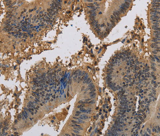 KCNA7 Polyclonal Antibody (E-AB-16533)