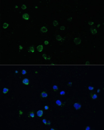 PMAIP1 Polyclonal Antibody (E-AB-63974)