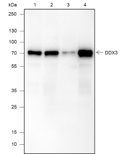 Recombinant DDX3 Monoclonal Antibody (AN301878L)