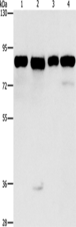 MAD1L1 Polyclonal Antibody (E-AB-14200)