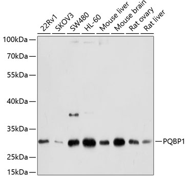 PQBP1 Polyclonal Antibody (E-AB-63019)