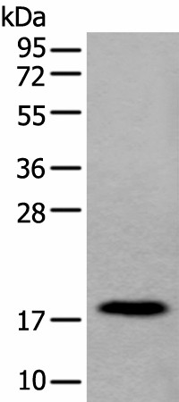 MYL12B Polyclonal Antibody (E-AB-53541)