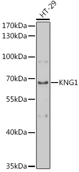 KNG1 Polyclonal Antibody (E-AB-66907)