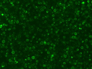Recombinant TNF-alpha Monoclonal Antibody (AN300581P)