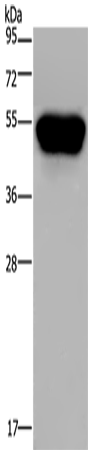 CD160 Polyclonal Antibody (E-AB-11045)