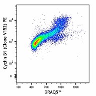 PE anti-Cyclin B1 Antibody (647903)